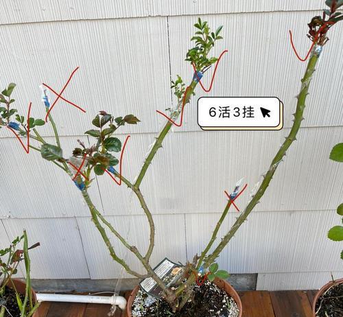 月季树嫁接的最佳时期是什么时候？有哪些技巧？