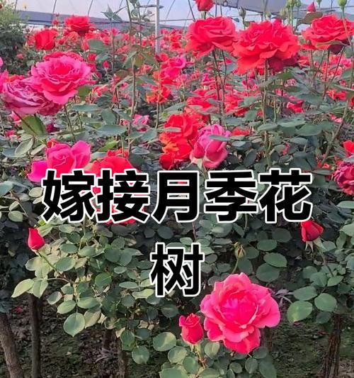 月季树嫁接的最佳时期是什么时候？有哪些技巧？