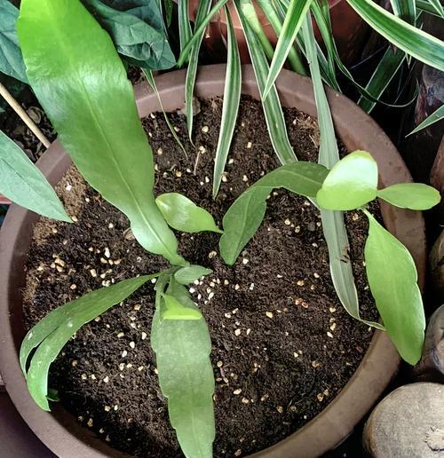 昙花施肥的正确方法是什么？