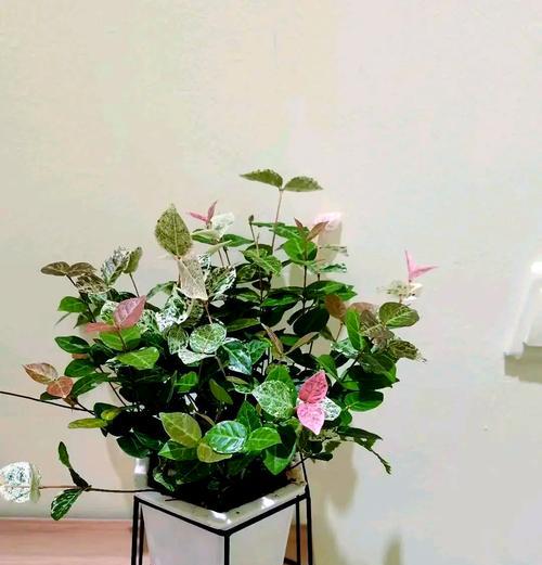 小叶络石的养护技巧有哪些？
