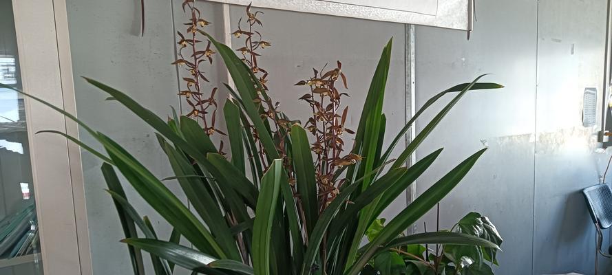 墨兰花什么时候开花？如何促进其按时开花？