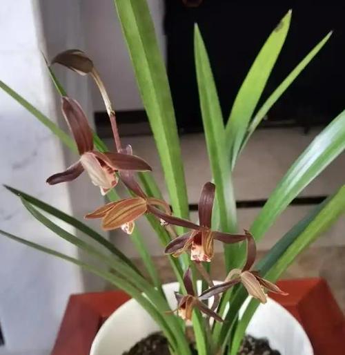 墨兰花什么时候开花？如何促进其按时开花？