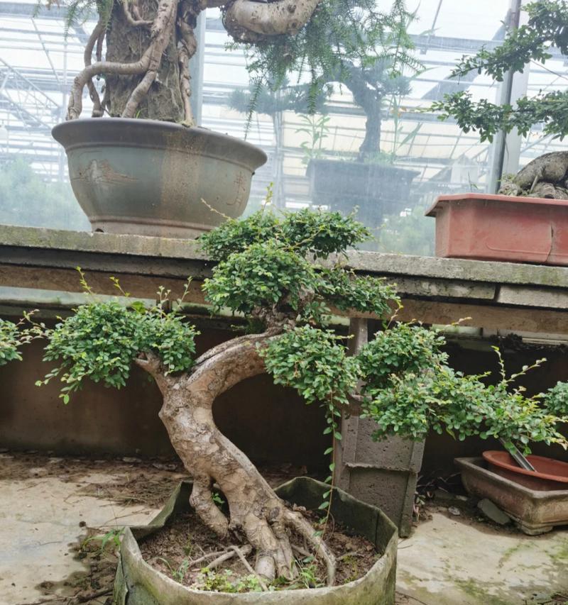 盆景应该使用什么类型的土壤？如何选择合适的盆景土？