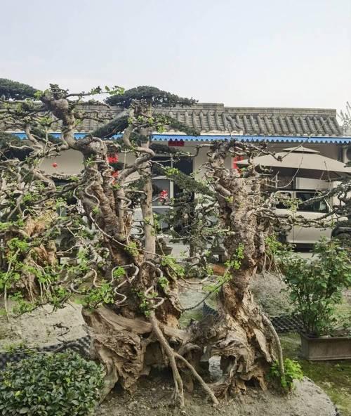 中原最好银杏树盆景在哪里最好？如何挑选优质的银杏树盆景？
