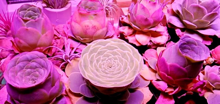 玫瑰花养护要点是什么？如何保持花朵鲜艳？