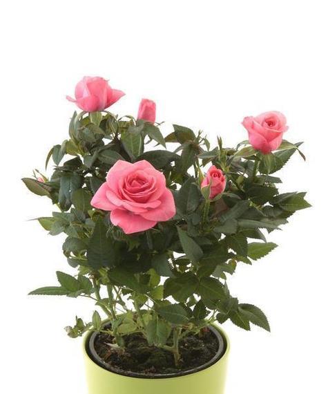 玫瑰花养护要点是什么？如何保持花朵鲜艳？