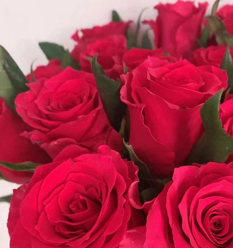 玫瑰花养护要点是什么？如何保持花朵鲜艳？