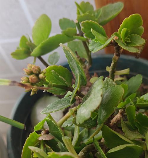 长寿花施肥有什么讲究？如何正确施肥？