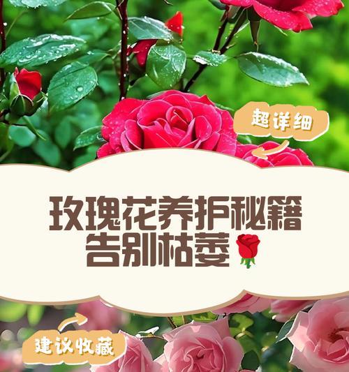 玫瑰花枯萎发黄的解决方法有哪些？