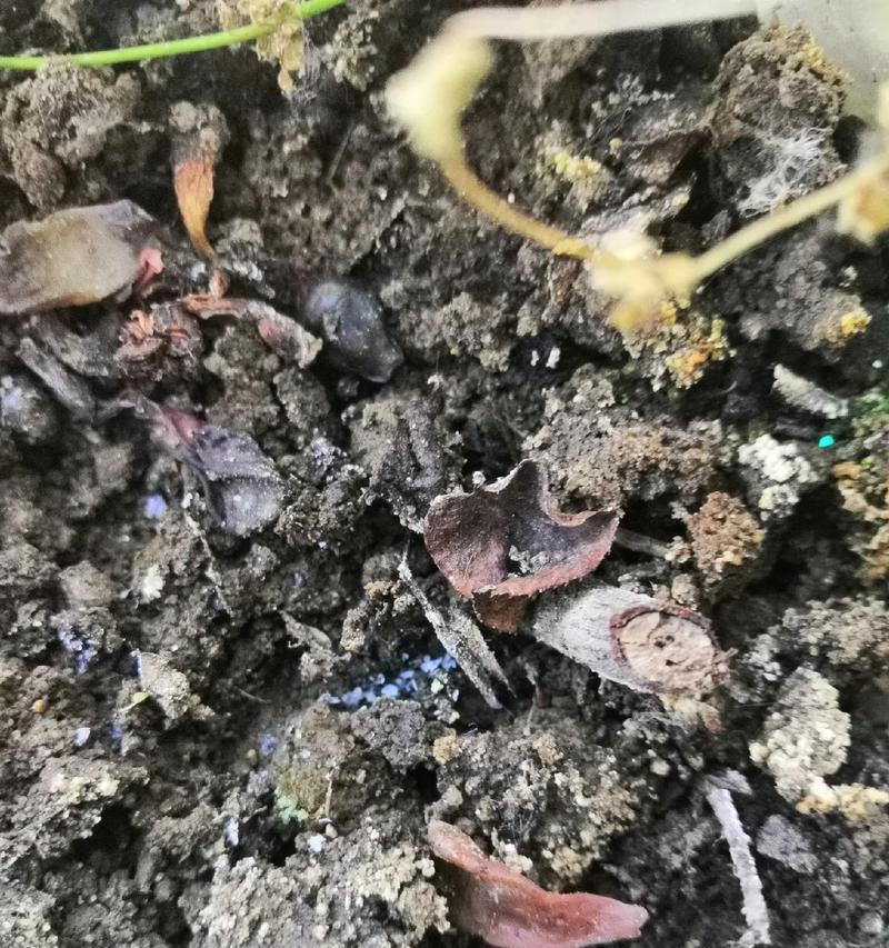 玫瑰花枯萎发黄的解决方法有哪些？