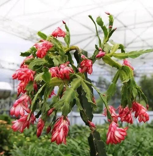 蟹爪兰的开花时间是什么时候？如何促进其开花？