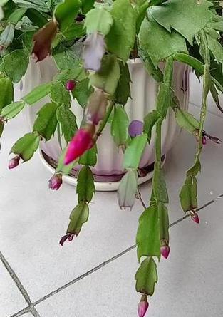 蟹爪兰的开花时间是什么时候？如何促进其开花？