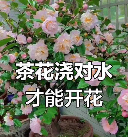 盆栽茶花的正确养护方法是什么？如何避免常见问题？