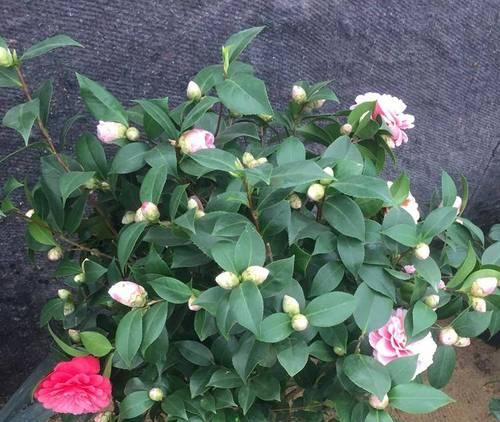 盆栽茶花的正确养护方法是什么？如何避免常见问题？