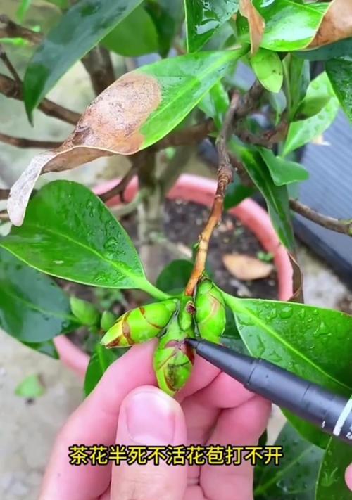 盆栽茶花的正确养护方法是什么？如何避免常见问题？