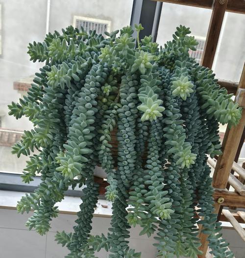 多肉植物的分类归属是什么？