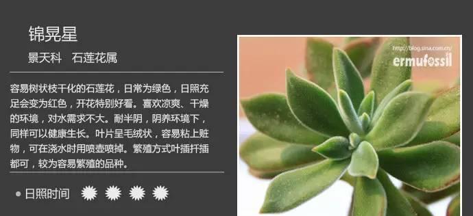 多肉植物的分类归属是什么？