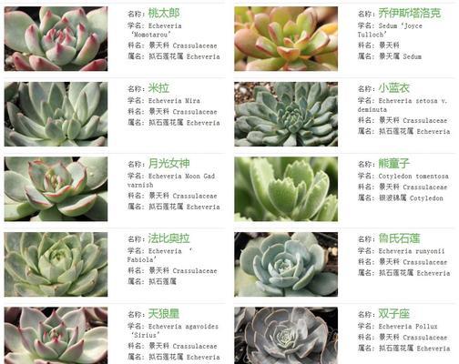 多肉植物的分类归属是什么？