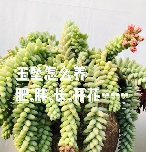 玉吊钟的正确养护方法和常见问题？