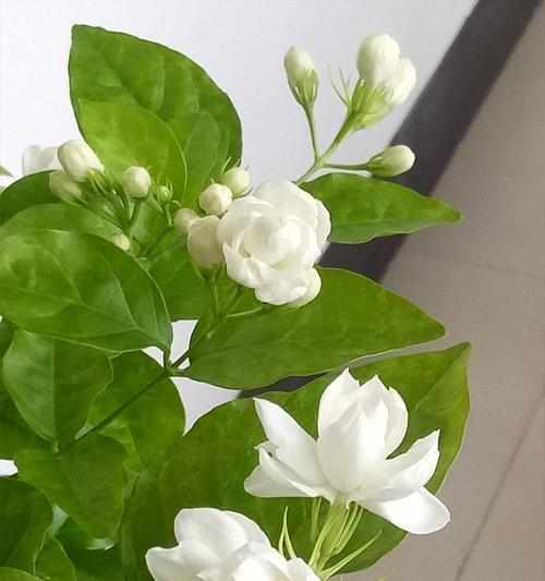 茉莉花的开花时间是什么时候？如何促进茉莉花多开花？