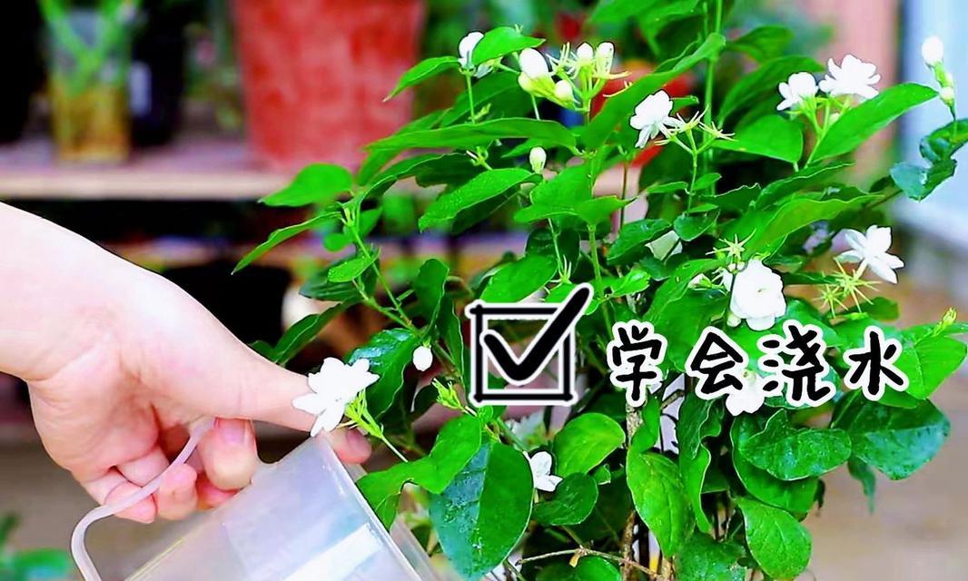 茉莉花的开花时间是什么时候？如何促进茉莉花多开花？