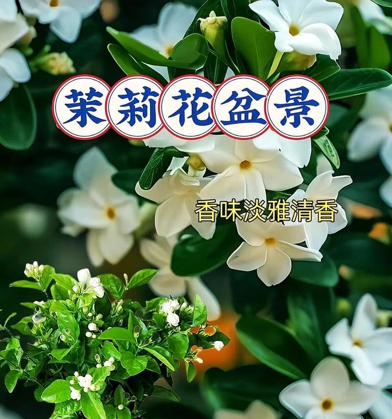 茉莉花的开花时间是什么时候？如何促进茉莉花多开花？