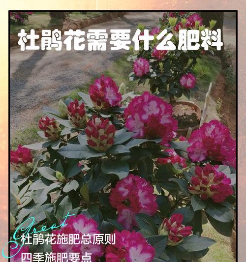 花草施肥的正确方法是什么？哪种肥料最适合？