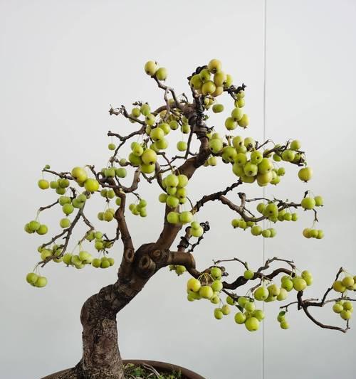 哪些植物适合做盆景？如何选择合适的盆景植物？