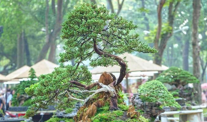 哪些植物适合做盆景？如何选择合适的盆景植物？