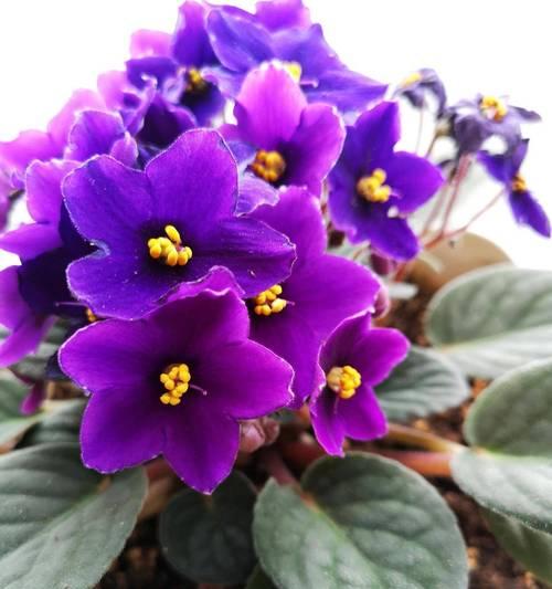 紫罗兰不开花的原因是什么？如何促进开花？