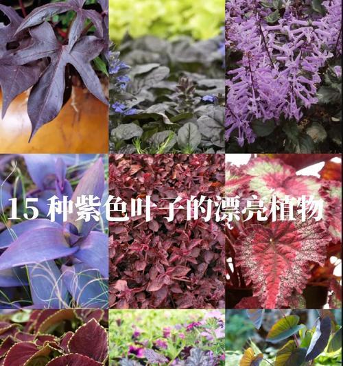 紫罗兰不开花的原因是什么？如何促进开花？