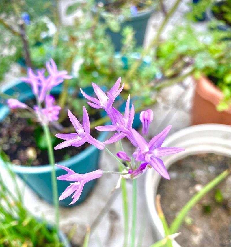 楼顶适合种植哪些花卉？如何选择适合的品种？