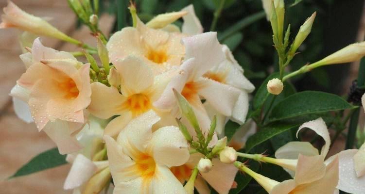 楼顶适合种植哪些花卉？如何选择适合的品种？