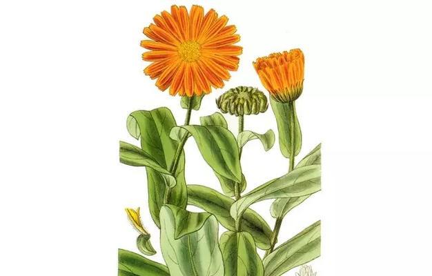金盏花怎么种？播种和养护过程中需要注意什么？