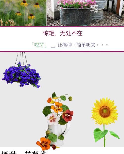 金盏花怎么种？播种和养护过程中需要注意什么？