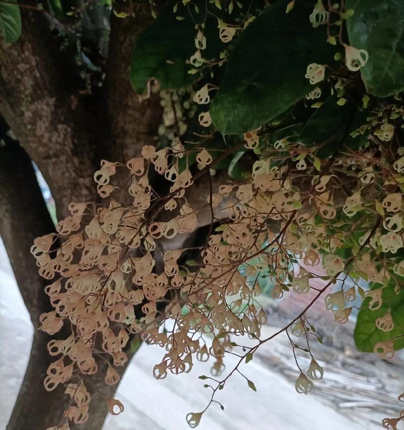 开花像灯笼的花是什么？这种花的特性有哪些？