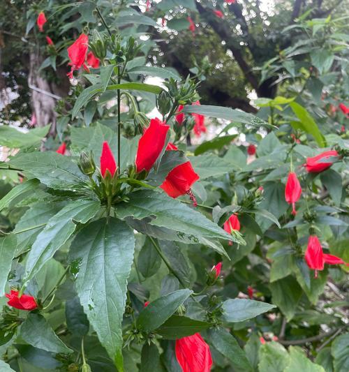 开花像灯笼的花是什么？这种花的特性有哪些？