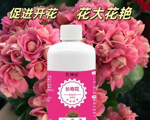 长寿花施肥的最佳选择是什么？如何正确施肥以促进长寿花生长？