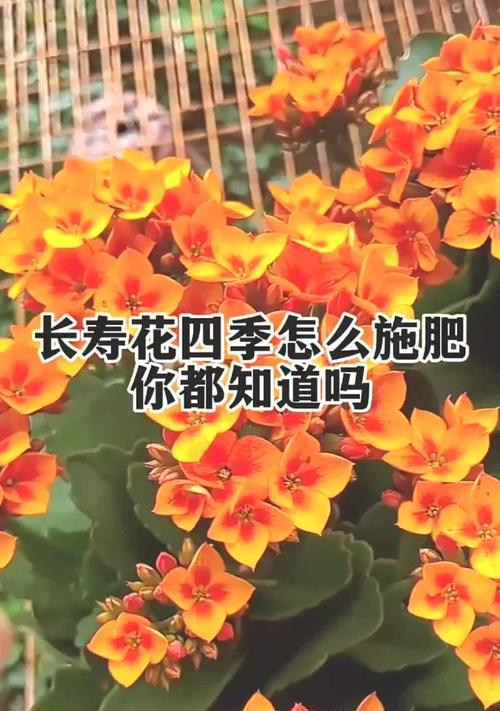 长寿花施肥的最佳选择是什么？如何正确施肥以促进长寿花生长？