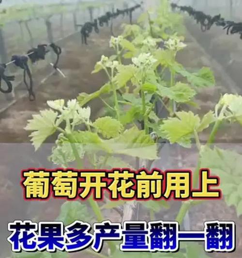 盆栽葡萄产量低怎么办？有哪些提高产量的方法？