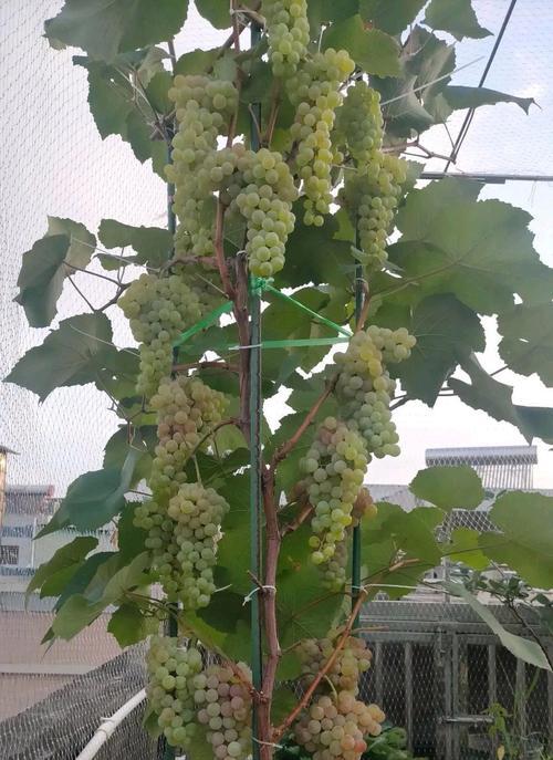 盆栽葡萄产量低怎么办？有哪些提高产量的方法？