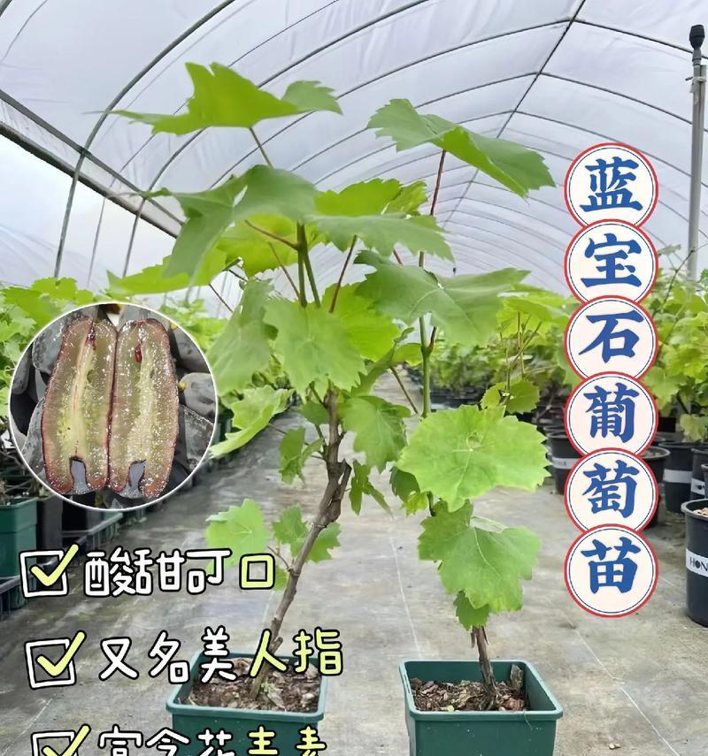 盆栽葡萄产量低怎么办？有哪些提高产量的方法？