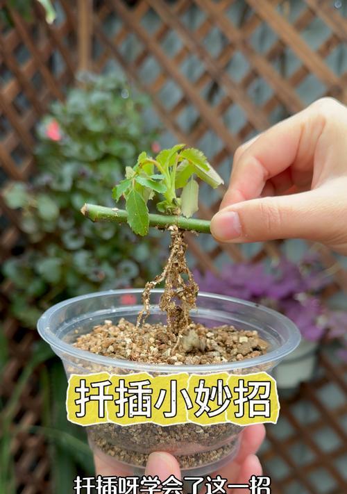 万年青怎么扦插？扦插的最佳时间和方法是什么？