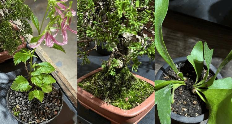 植物缺水后如何快速恢复？