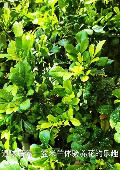 四季米兰的养殖技巧有哪些？怎样才能四季开花？