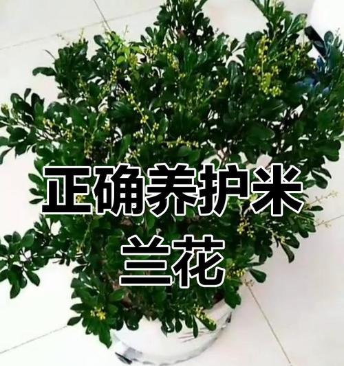 四季米兰的养殖技巧有哪些？怎样才能四季开花？