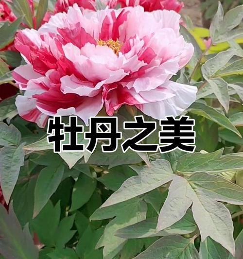 哪种花是中国的象征？代表中国的花卉有哪些特点？