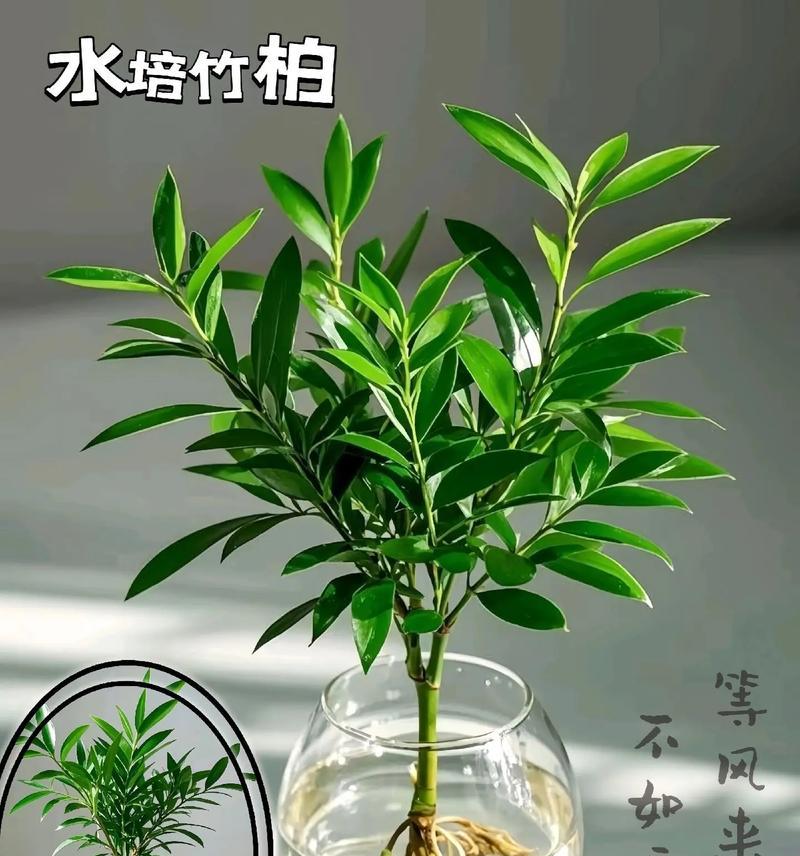 水培竹子的正确方法是什么？如何保持竹子健康生长？