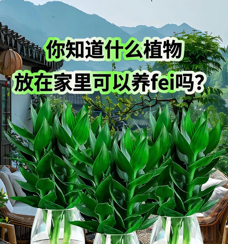 水培竹子的正确方法是什么？如何保持竹子健康生长？