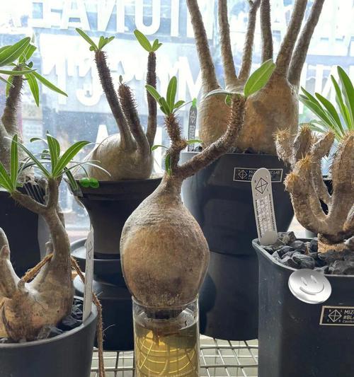 古肤植物发根的条件和方法是什么？